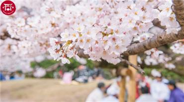 Du lịch Nhật Bản mùa xuân có gì?